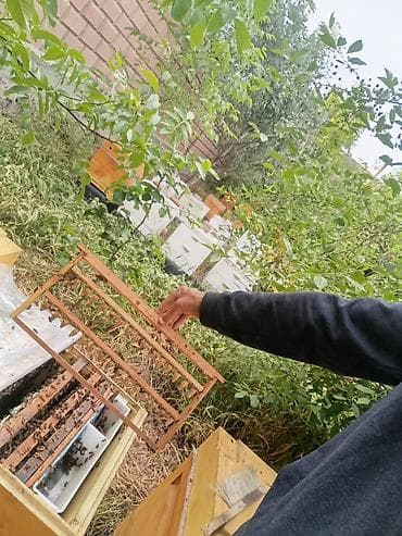продажа собак в бишкеке: Минуточку внимания!!! Аары пчеловод мёд бал аары матки маточники — 2