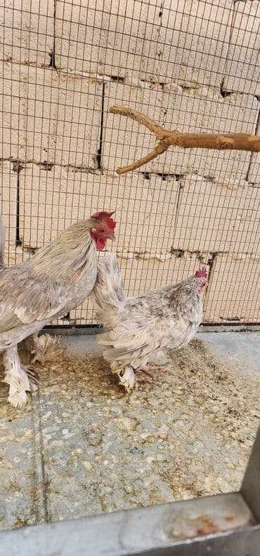 продажа щенков немецкой овчарки в бишкеке с документами: Мифлер изабелла 1+1 11000сом город Джалал-абад — 1