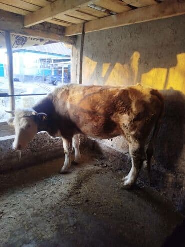 племенные коровы молочные купить: Продаю | Корова (самка) — 1