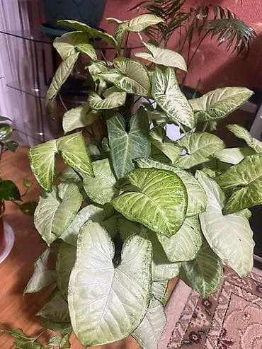 филодендрон еллоу флейм: Сингониум (Syngonium podophyllum) с пестрой листвой - Крупный куст с — 1