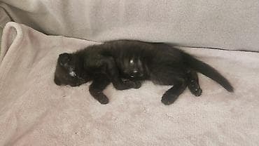 cat sofa: Кошка даром: Скотиш Фолд (Шотландская вислоухая), Мальчик, Приучена к лотку — 4