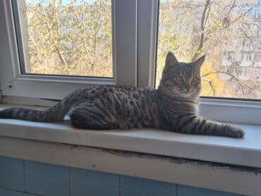 Шкафы для трансформатора: Котёнок-подросток с ярким тигровым окрасом (чёрно-серые табби-полосы и — 5