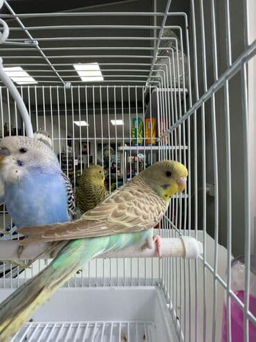 Волнистые попугаи