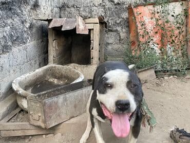 Вязка собак: Питбуль, 3 года, Самка — 1