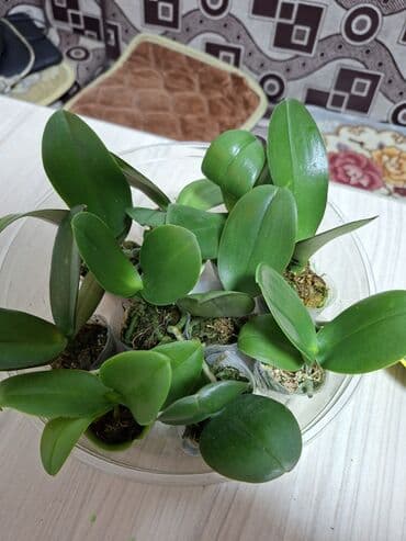 кровать шкаф трансформер: Продается. Орхидеи женское счастье крупномер спатифилум — 2