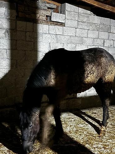 Зоотовары: Продаю | Жеребец | Полукровка | Для разведения — 3