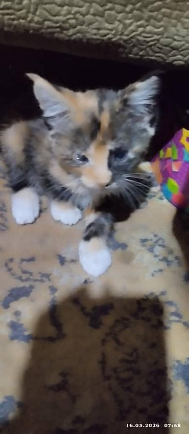 Продажа кошек: КОТЯТА МЕЙНКУН. 20-ГО МАРТА БУДЕТ 2 МЕСЯЦА. ОЧЕНЬ ВОСПИТАННЫЕ И — 5