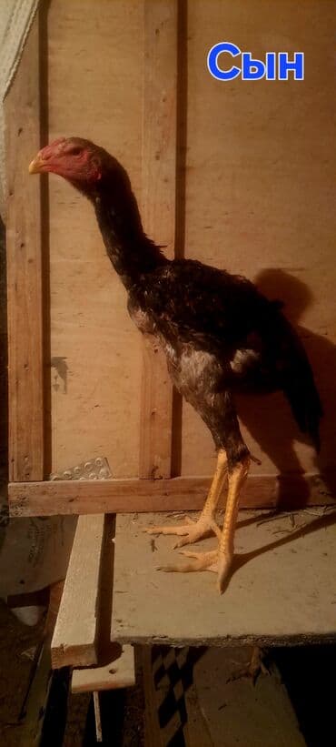 купить собаку породистую: Продаю | Куры | Бойцовая | Для разведения — 7