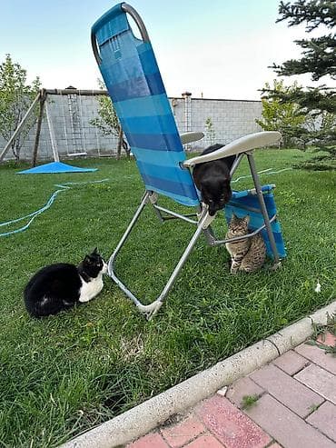 Даром отдам кошек в хорошие руки
