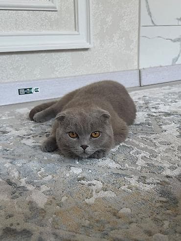 Шотландская вислоухая кошка (Scottish Fold), окрас голубой (плюшевый