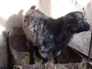 козу сатам: Сатам | Улак | Көбөйтүү үчүн — 2