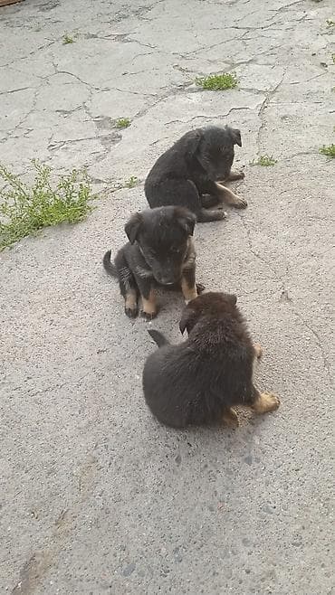 купить собаку в бишкеке: Малыши ищут дом и семью любящую семью с самого рождения у них — 2