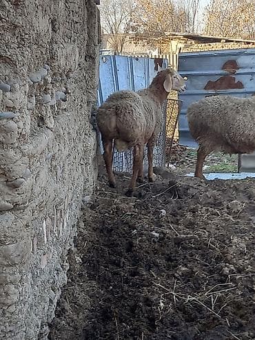 пастушья собака: Продаю | Овца (самка) | Для разведения | Матка — 3