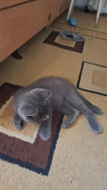 Кошки: Британский короткошёрстный котёнок (серый/blue). МАЛЬЧИК, 2 МЕСЯЦА — 3