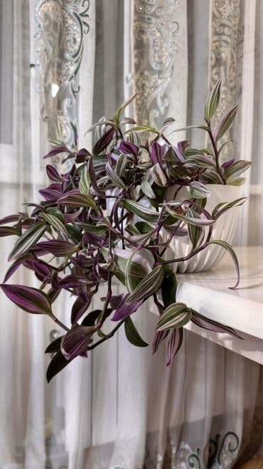 алоказия полли: Алоказия (вероятно Alocasia macrorrhizos/«Слоновье ухо») в горшке. - — 2