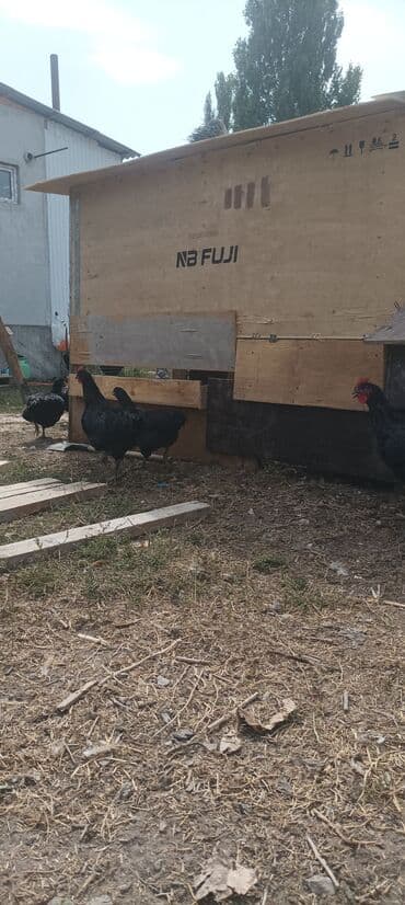 куры домашние купить: Джерси гигант 6 айлык — 1