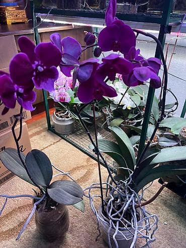 корзина для цветов: Продам орхидеи! Прекрасные фаленопсисы с яркими, здоровыми цветами — 4