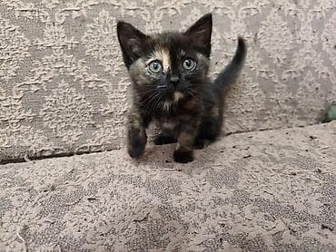 цена померанский шпиц: В добрые руки. г. Токмак. Котёнок трёхцветной (черепаховой) окраски — 2