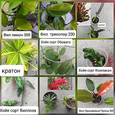 Бөлмө өсүмдүктөрү: Продаю цветы — 1