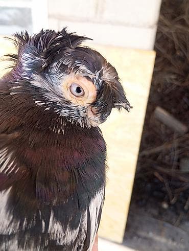 Животные: Породистые декоративные голуби с хохолком и космы на лапах. Описание — 1