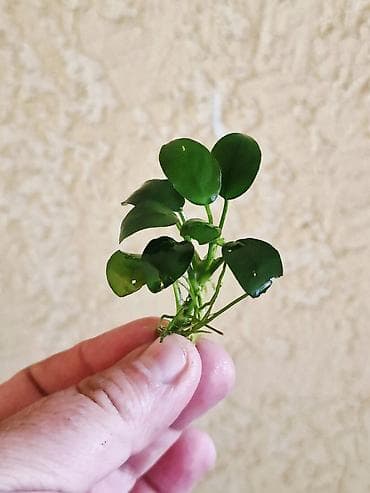 растения для пруда: Аквариумные растения Anubias (анубиас) - Несколько кустиков с — 2