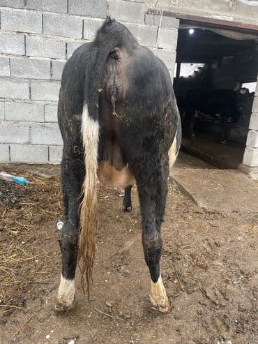 продаю в связи с переездом: Продаю | Корова (самка) | Для разведения, Для молока | Племенные, Стельные, Искусственник — 1