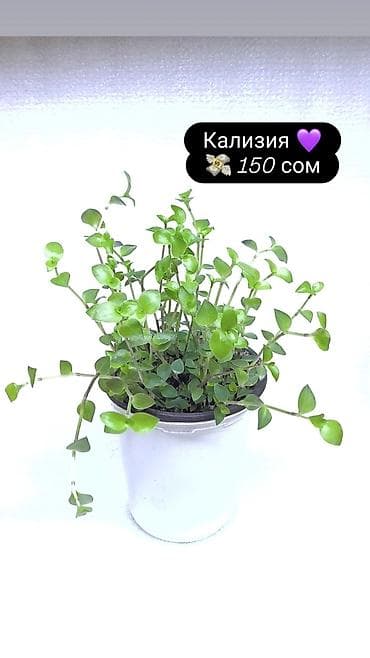 олеандр: Продаю комнатные растения, цветы . Пассифлора кализия розовая — 4