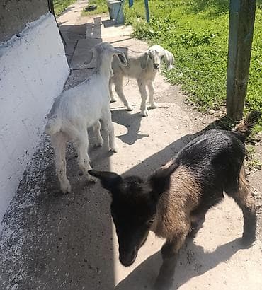 Продам с/х животных: Продаю | Козлёнок | Полукровка | Для разведения | Племенные, Котные, Осеменитель — 10