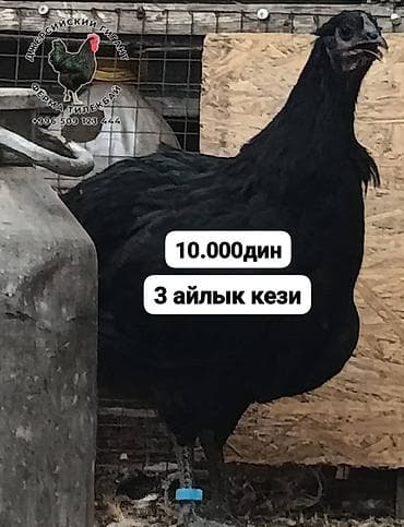 сколько стоит питбуль: Джерсийский гигант жумурткага жана жөжөлөргө заказ алабыз — 3