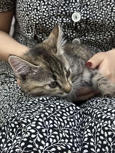 Животные: Кошка даром: Беспородная, 2 месяца, Девочка — 3