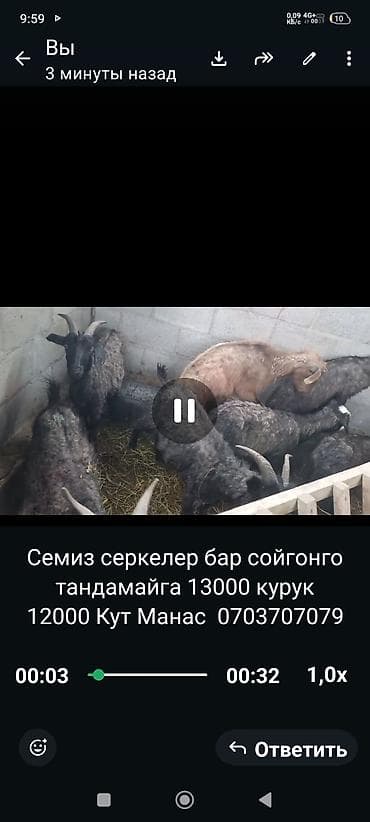 ишачка с бричкой: Продаю | Козёл (самец) | На забой — 1