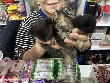 милые котята: Очаровательные котята - Количество: 3 котёнка из одного помёта - — 3