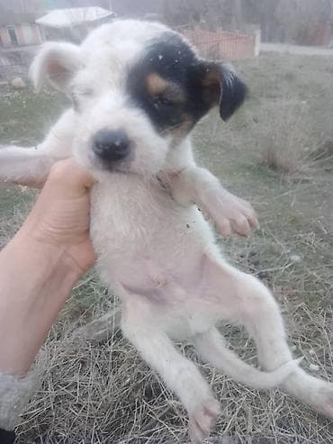 Собака даром: Дворняжка, 2 месяца, Самец at lalafo.kg Собака даром: Дворняжка, 2 месяца, Самец