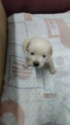 кавказская собака: Лабрадор-ретривер, 1 айлык, Ургаачы — 7