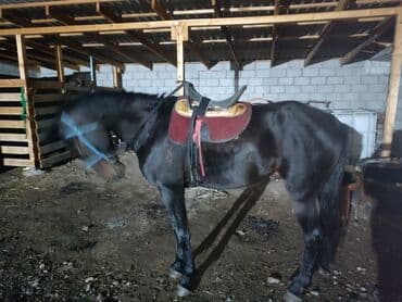 куда можно отдать собаку в бишкеке: Продаю | Конь (самец) | Полукровка | Конный спорт — 3