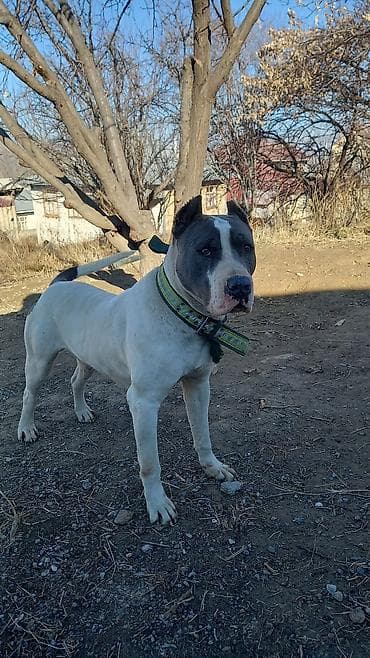 Ветеринар кызматы: Американский стаффордширский терьер (кобель) на фотографиях — 3