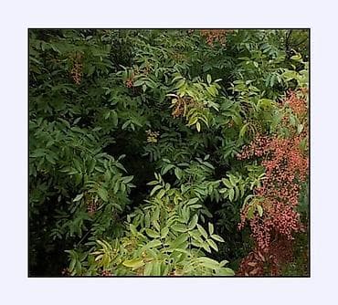 nokia 2630: Фотоаппарат Nikon Coolpic L23. В отличном состоянии. В комплекте новые — 8