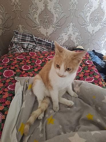 продам друга: Кошка даром: Беспородная, 9 месяцев, Мальчик, Приучена к лотку — 3