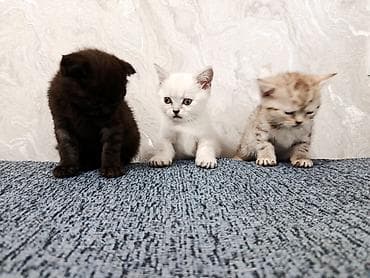 Шотландские котята (Scottish Fold/Scottish Straight) 1,5 месяца. -