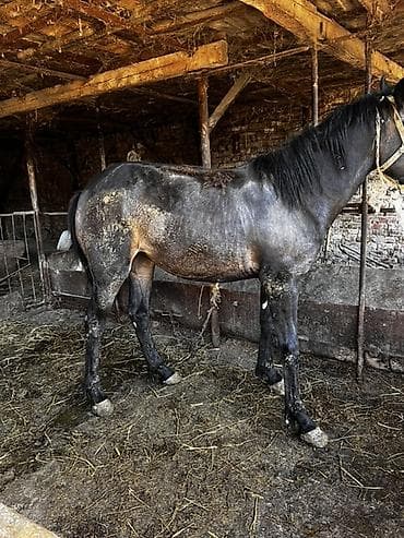 кобылы: Продаю | Кобыла (самка) | На забой | Племенные — 2