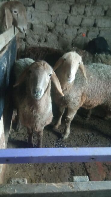 калифорния черви: Продаю | Овца (самка) | Для разведения — 7