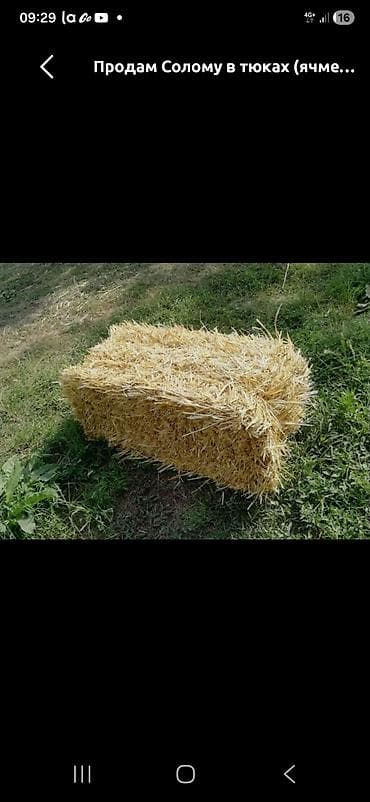 Үй жаныбарлары: С поля Солома в тюках (ячменная) - Прессованные прямоугольные тюки — 2