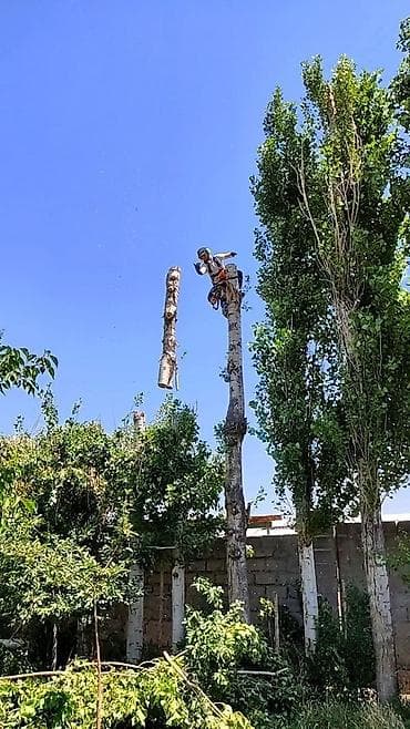 китайский леса: Бак кыябыз бардык турлорун абреска кылабыз отун кылып даярдайбыз? — 1