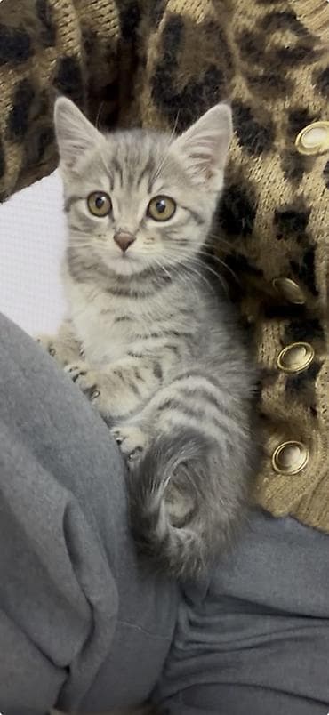 швец уй: Скотиш Страйт (Шотландская прямоухая), 2 месяца, Девочка, Серый, Приучена к лотку, Проглистована — 1