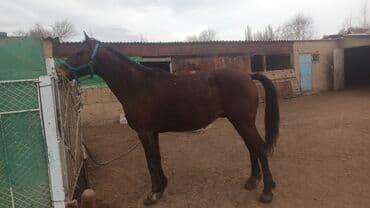Продаю | Конь (самец) | Рабочий