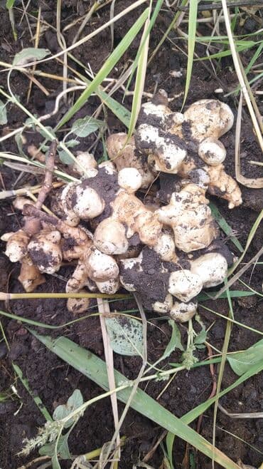 оптом канцтовары бишкек: Картошка В розницу — 1