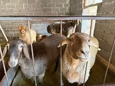 пары челек: Продаю | Овца (самка) | Арашан | Для разведения | Матка — 7