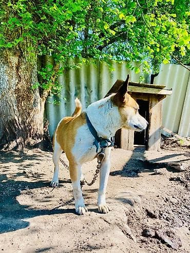 породы собак в бишкеке: Собака даром: Стаффоршидский терьер, 5 лет, Самец, С прививкой — 1