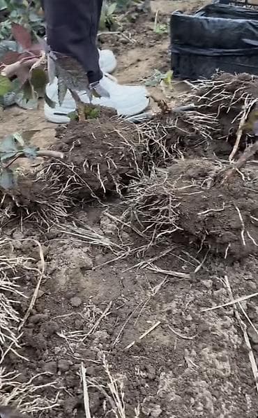 продаю кости: Ежевика сорта ЛохНесс— саженцы с открытой корневой системой - Сорта — 2