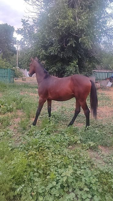 собаки долматинец: Продаю | Жеребец | Полукровка | Конный спорт | Племенные — 4